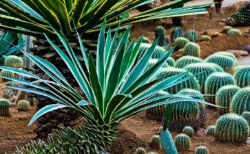 写植物作文400字8篇