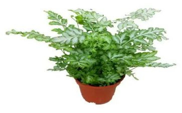 调查植物的调查报告5篇