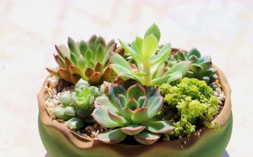 写植物作文400字最新8篇