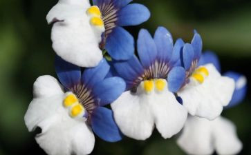 有我的植物朋友作文400字6篇