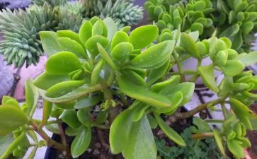 写植物作文400字模板7篇