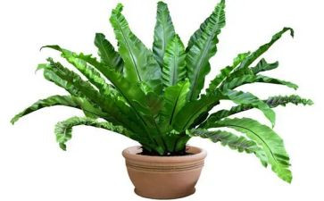 植物染活动方案6篇