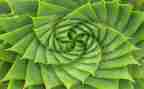 描写植物的作文推荐5篇