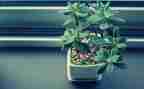 写植物作文400字精选6篇