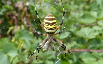 吃蜘蛛的人作文通用5篇