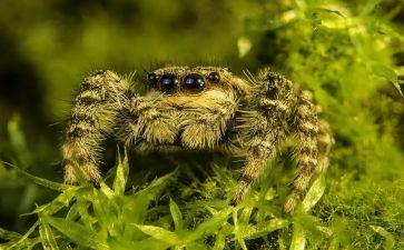 吃蜘蛛的人作文精选8篇