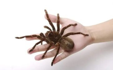 吃蜘蛛的人作文模板8篇