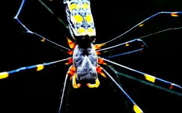 吃蜘蛛的人作文优质7篇