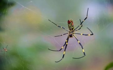 吃蜘蛛的人作文最新8篇