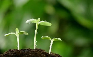 种子的读后感通用6篇